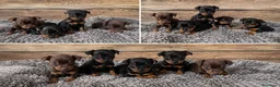 Pinscher Miniatura perros en venta: pinscher mini ( toda España )  - Anuncio 1