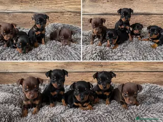 Pinscher Miniatura perros pinscher mini ( toda España ) - Anuncio 1