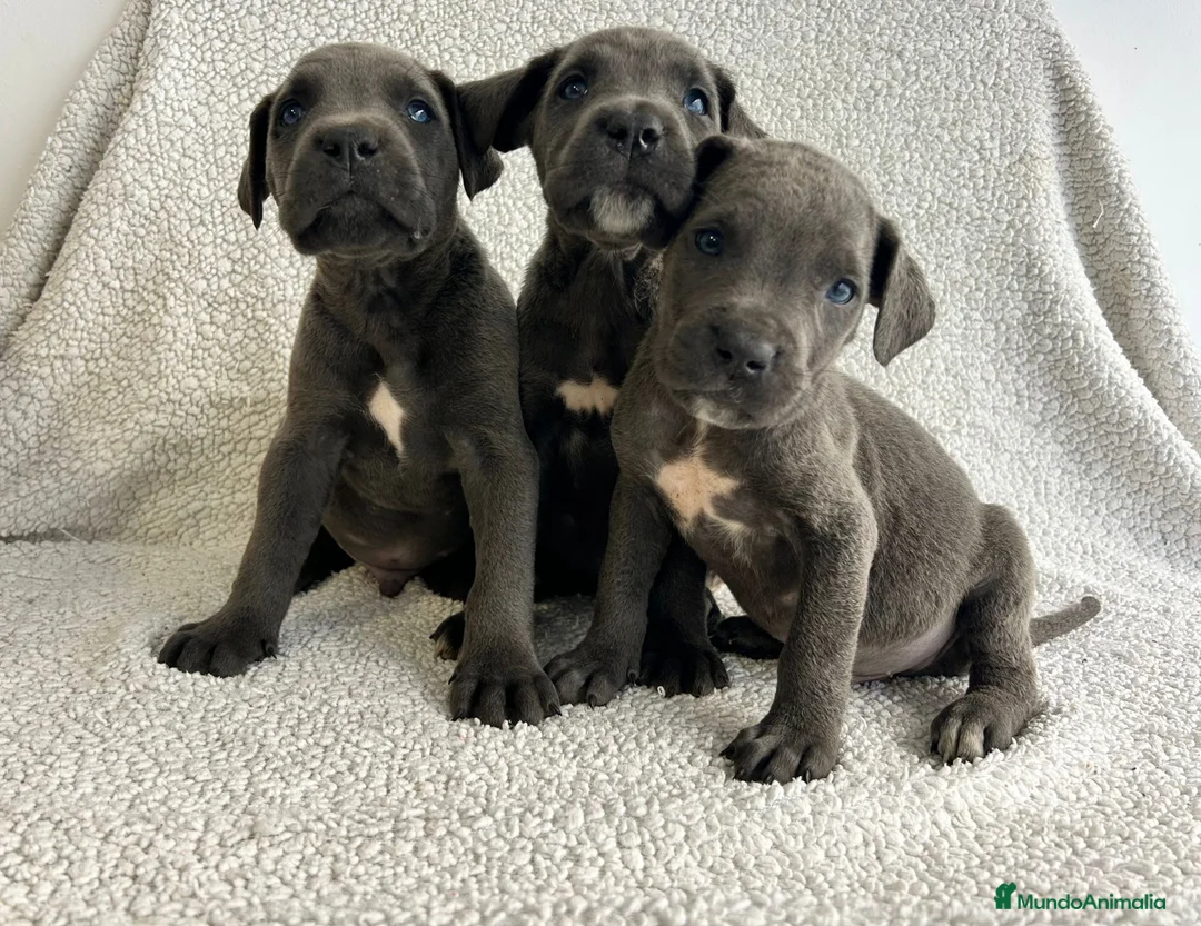 Cane Corso perros en venta: Cané corso blue - Anuncio 2