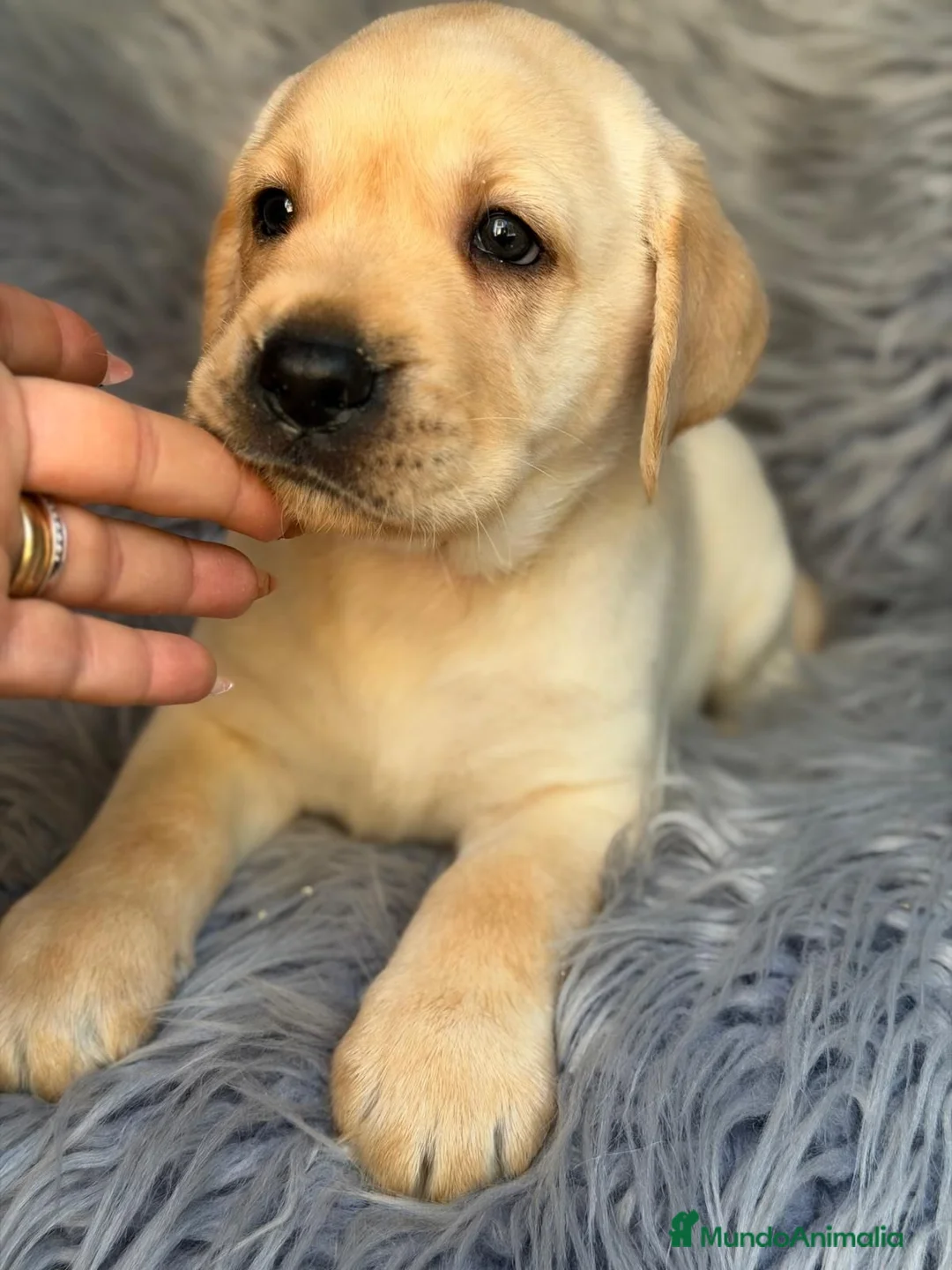 Labrador Retriever perros en venta: LABRADOR RETRIEVER  - Anuncio 8