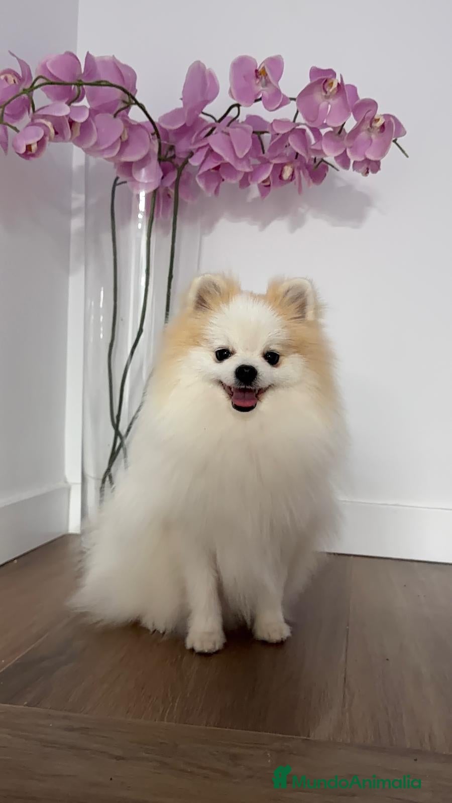 Pomerania perros Pomerania TOY Macho Línea Rusa  - Anuncio 2