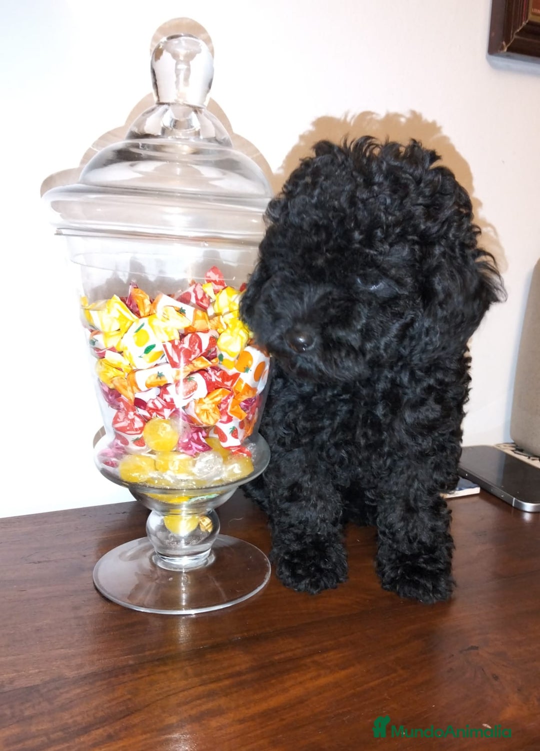 Caniche Toy perros en venta: CANICHE TOY ♂️ - Imagen 1