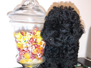 Caniche Toy perros - Anuncio 3