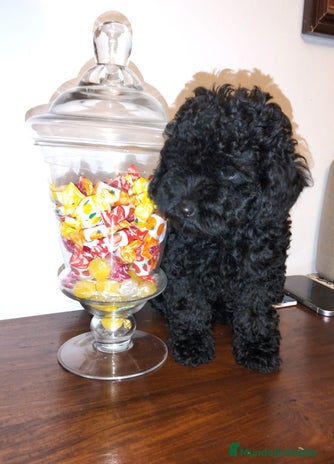 Caniche Toy perros - Anuncio 2