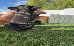Chihuahua perros en venta: CHIHUAHUA-OJOS AZULES - Imagen 5