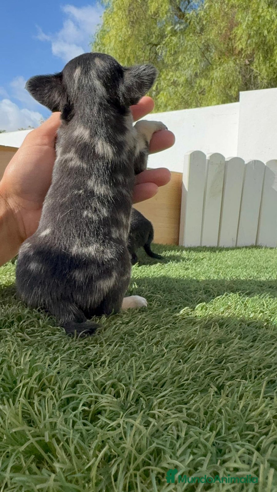Chihuahua perros en venta: CHIHUAHUA-OJOS AZULES - Imagen 5