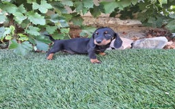 Teckel Miniatura perros en venta: TECKEL MINI  - Imagen 2