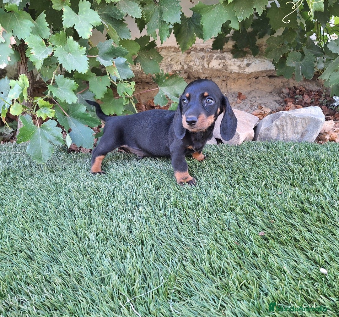 Teckel Miniatura perros en venta: TECKEL MINI  - Imagen 2