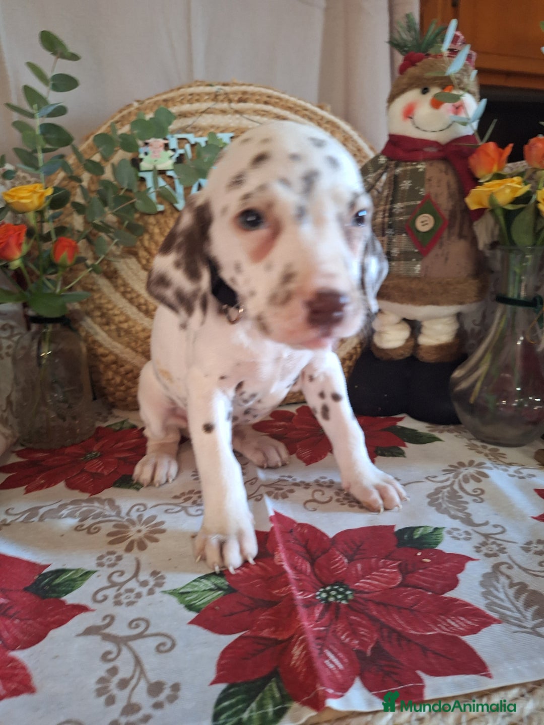 Dálmata perros en venta: DALMATA  - Anuncio 3