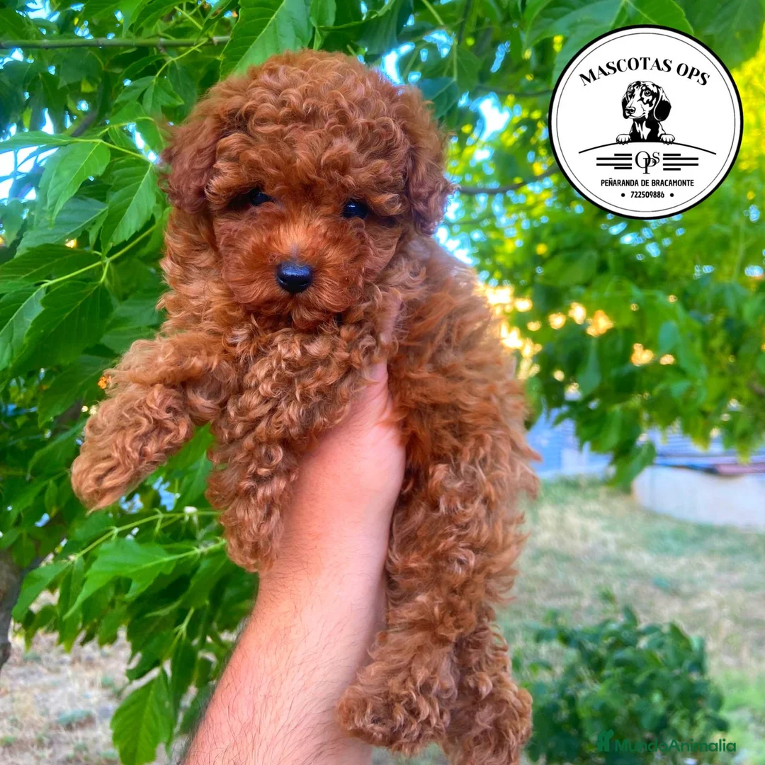 Caniche Toy perros en venta: Caniches toy y enanos ¡PRECIO REAL! - Anuncio 1