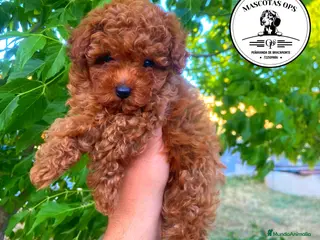 Caniche Toy perros Caniches toy y enanos ¡PRECIO REAL! - Anuncio 1