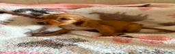 Cocker Spaniel Inglés perros en venta: CACHORRAS COCKER INGLÉS DORADAS  - Anuncio 14