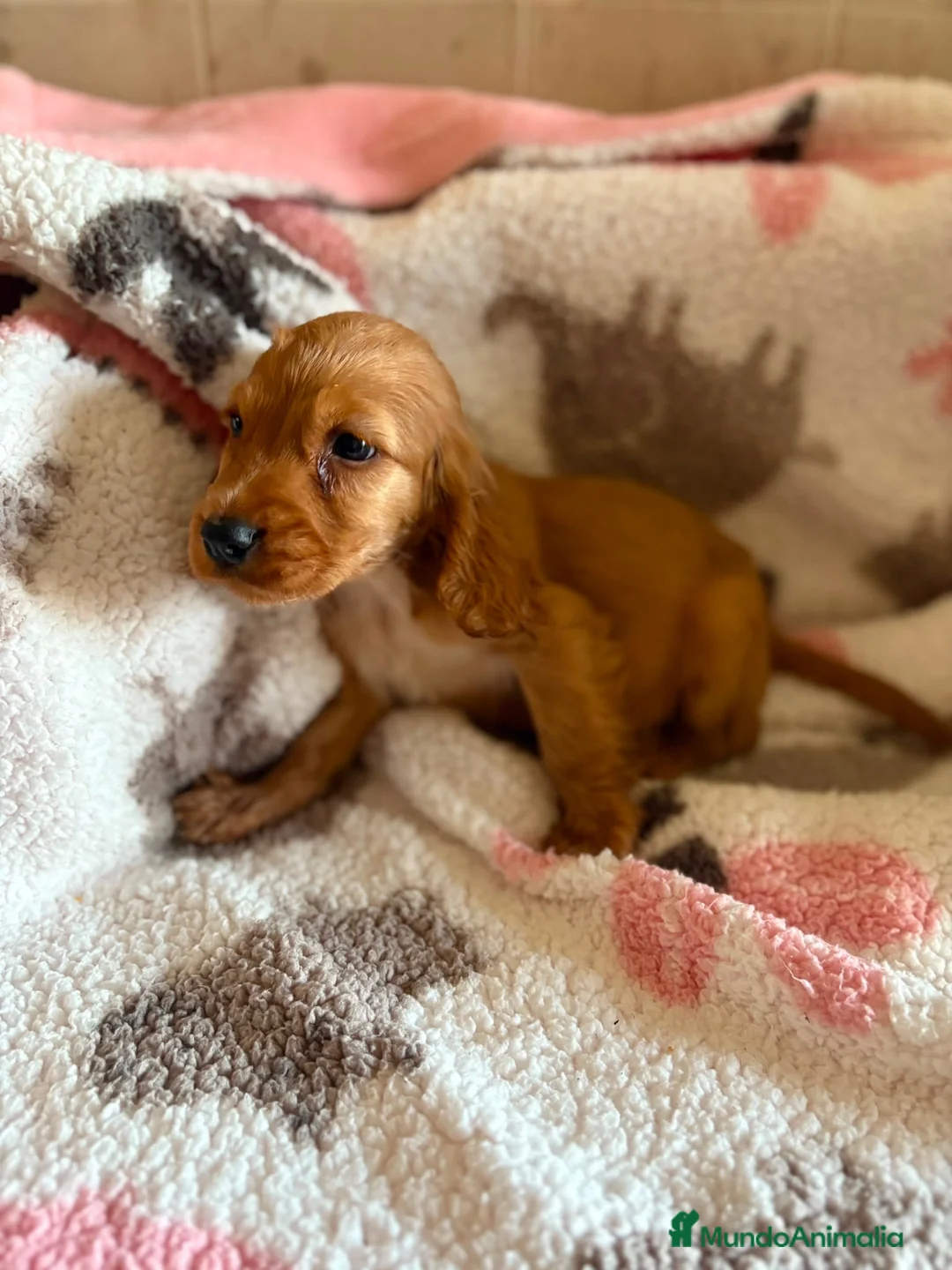 Cocker Spaniel Inglés perros en venta: CACHORRAS COCKER INGLÉS DORADAS  - Anuncio 14
