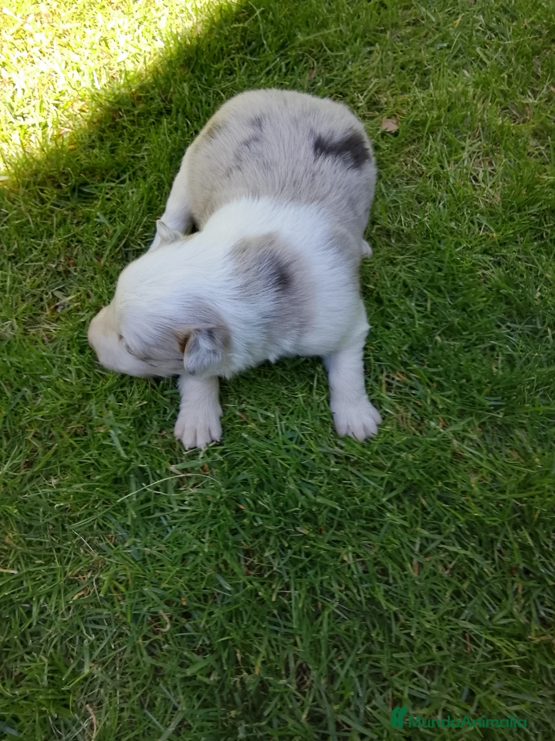 Border Collie perros en venta: Cachorros de border collie 6 - Anuncio 2