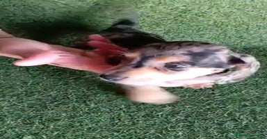Teckel perros - Anuncio 2