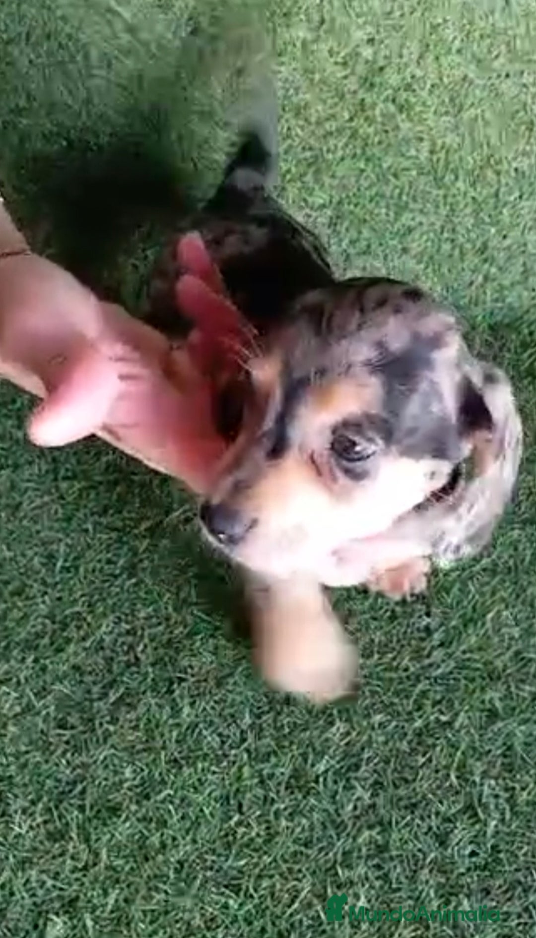 Teckel perros en venta: 🌟Tekel Arlequín y Negros fuego🌟 - Imagen 2