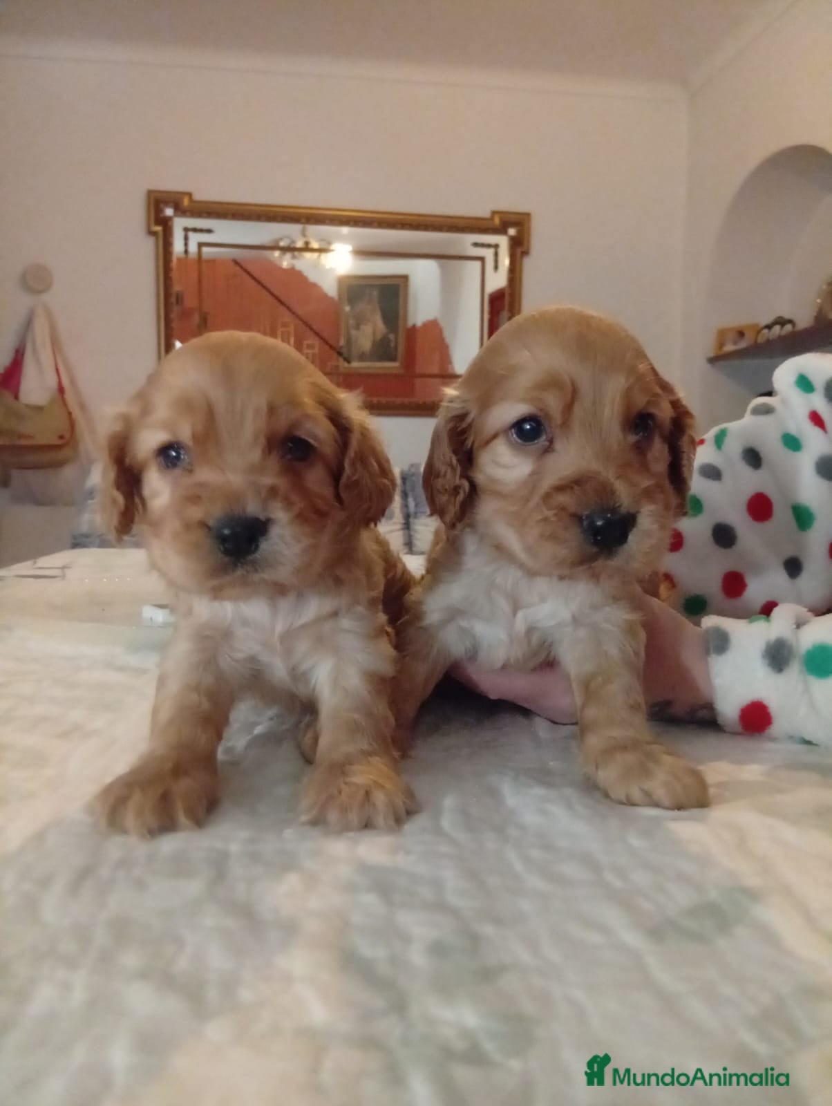 Cocker Spaniel Inglés perros Cocker spaniel inglés  - Anuncio 2