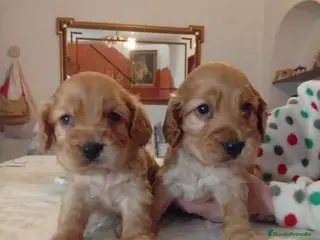 Cocker Spaniel Inglés perros Cocker spaniel inglés - Anuncio 2