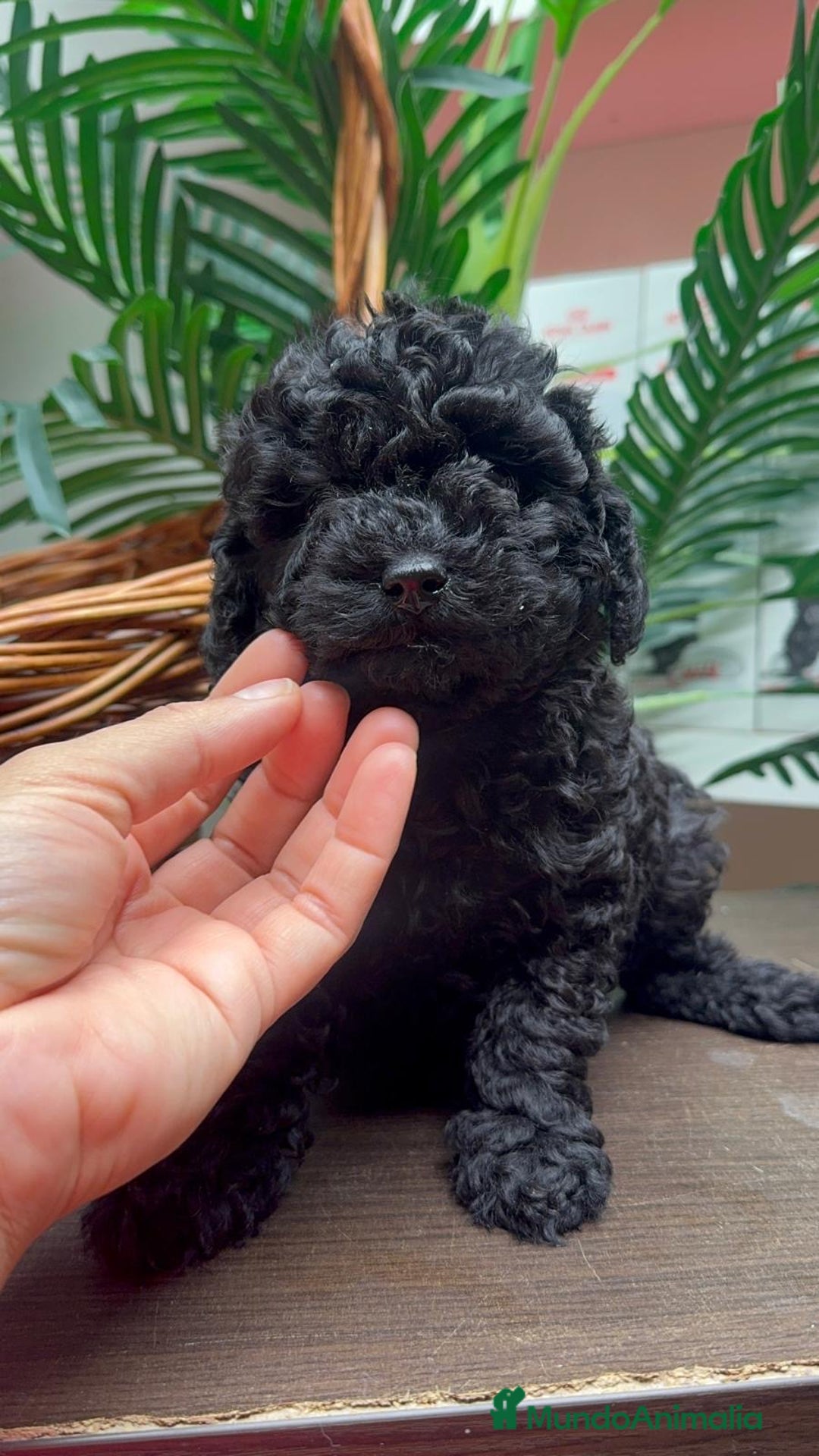 Caniche Toy perros en venta: CANICHE TOY MACHO - Anuncio 7