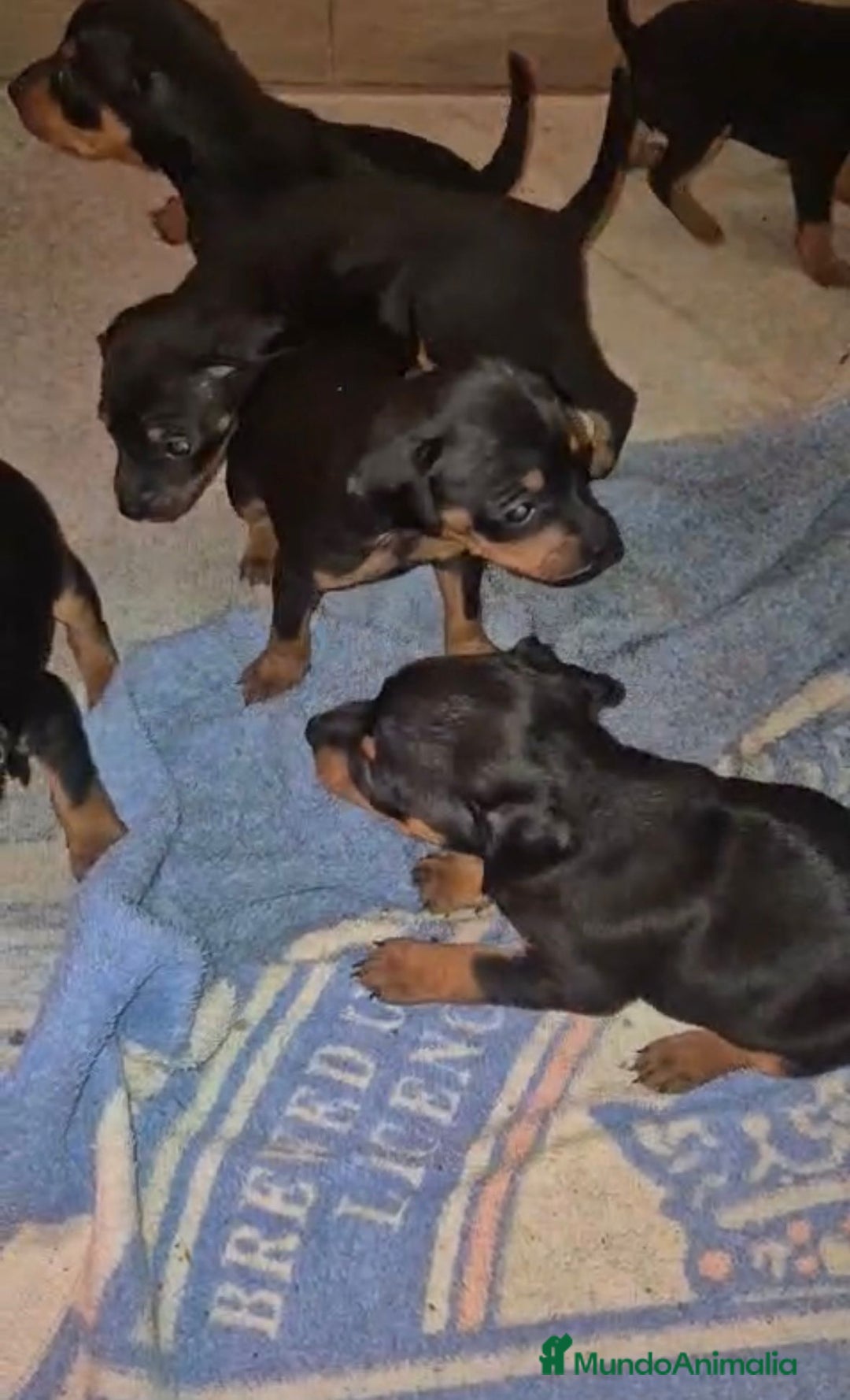Pinscher Miniatura perros en venta: Pinscher miniatura  - Anuncio 8