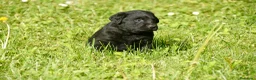 Labrador Retriever perros en venta: PRECIOSO CACHORRO LABRADOR NEGRO. - Anuncio 3