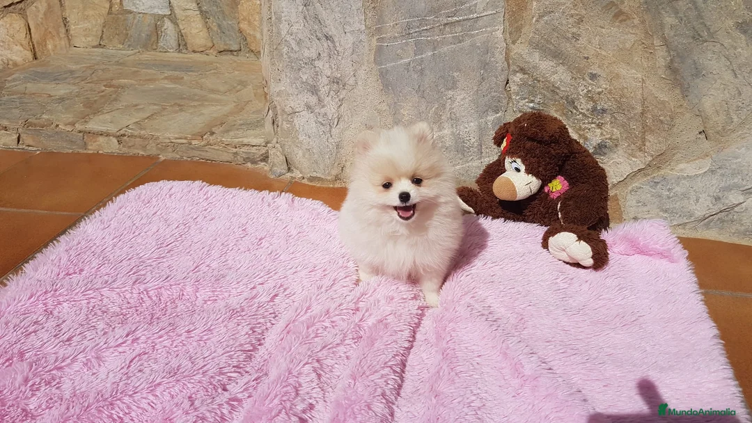 Pomerania perros en venta: Bolitas de Lulú de Pomerania  en Barcelona - Anuncio 2