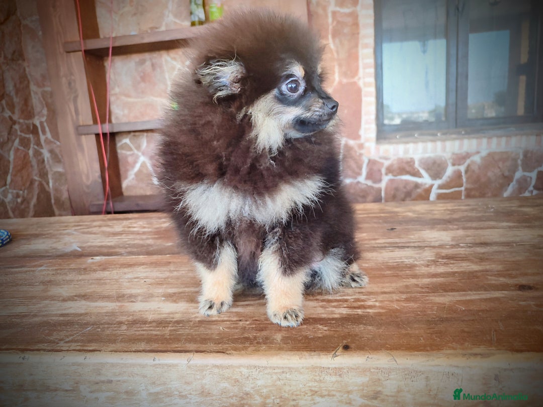 Pomerania perros en venta: Lulú de pomerania machito - Imagen 5