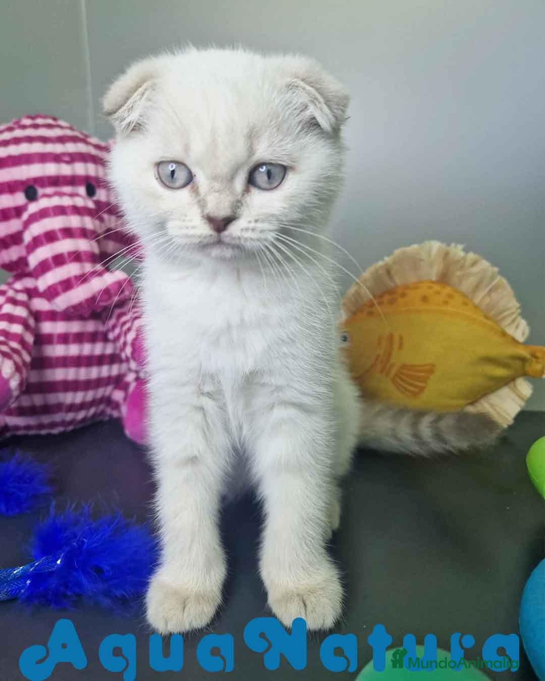 Scottish Fold gatos en venta: Scottish Fold Macho 7912 AQUANATURA - Imagen 8