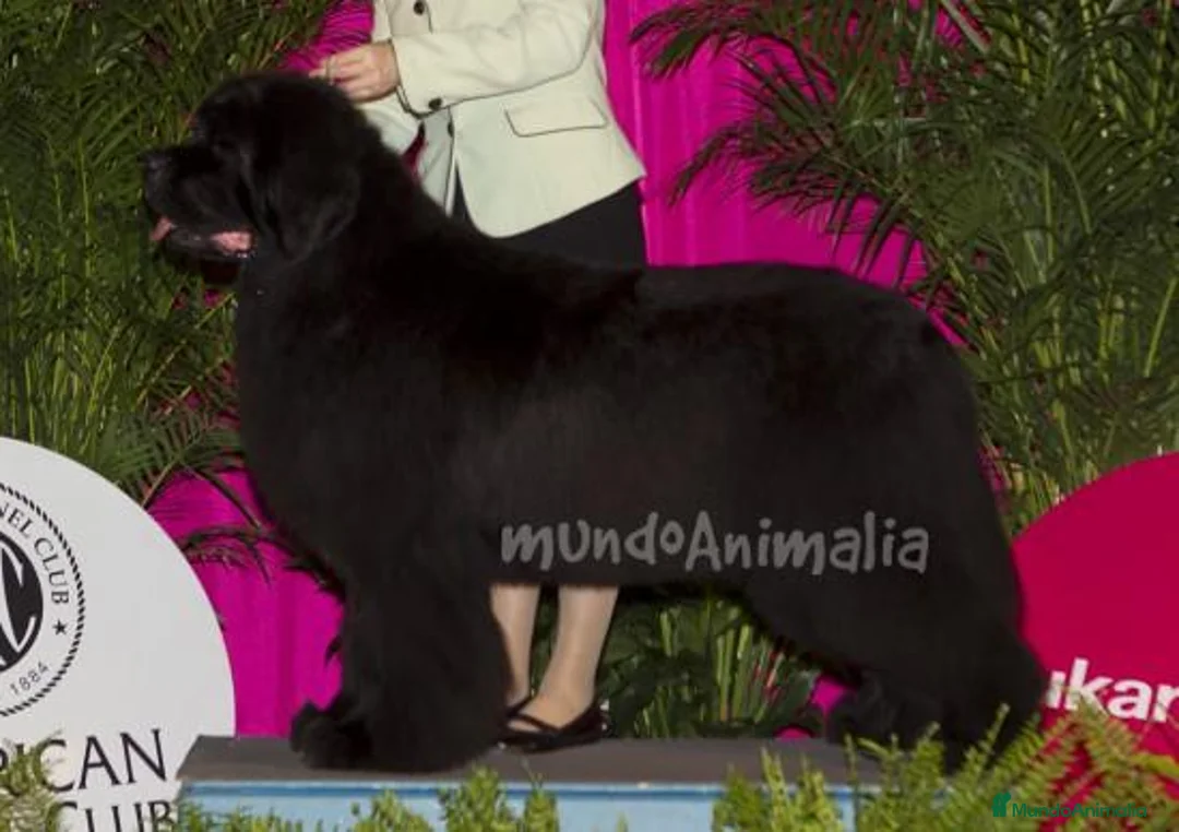 Imagen de galería {{count}}