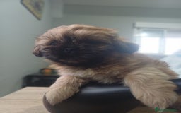 Shih Tzu perros en venta: Shih tzu - Imagen 8