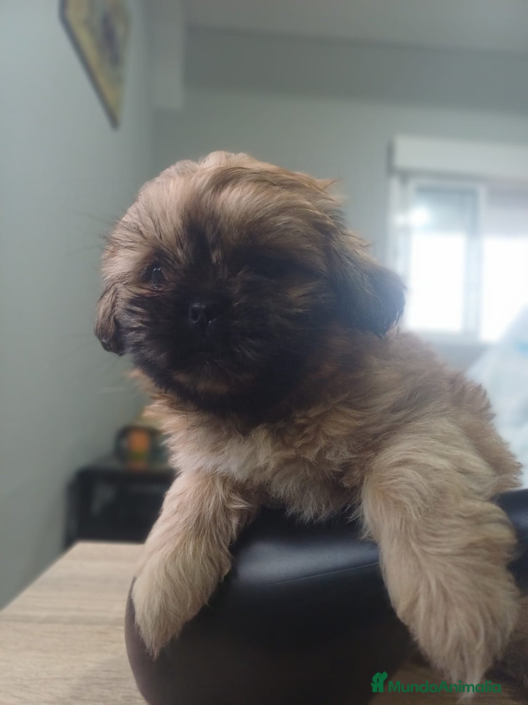 Shih Tzu perros en venta: Shih tzu - Imagen 8