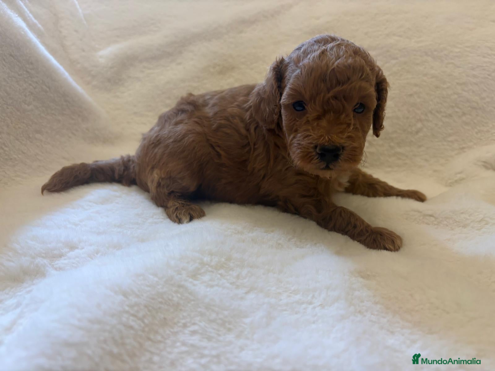 Caniche Toy perros CANICHE TOY - Anuncio 16