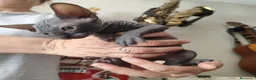 Sphynx gatos en venta: SPHYN  - Anuncio 2