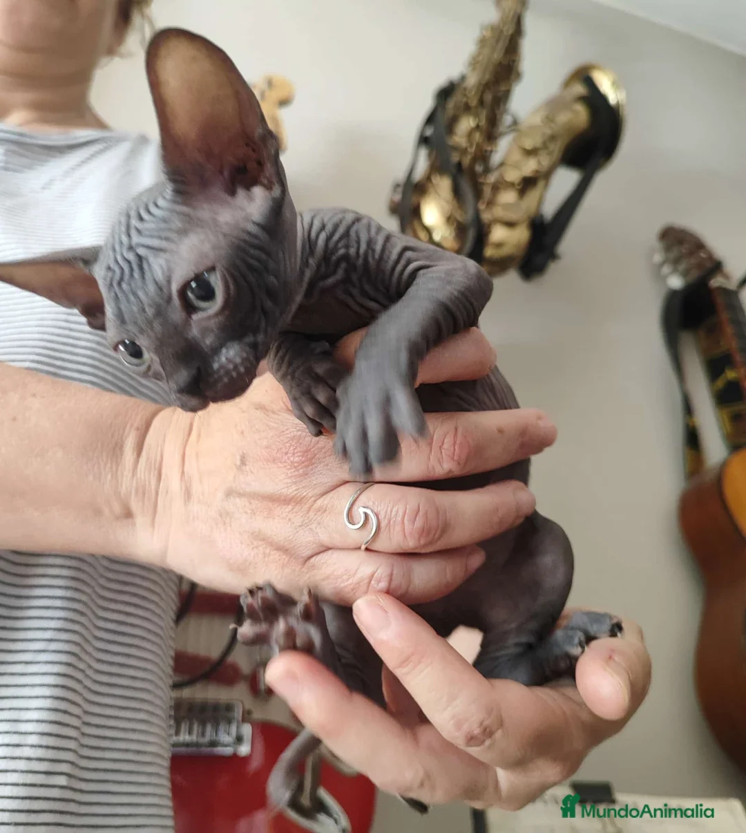 Sphynx gatos en venta: SPHYN  - Anuncio 2