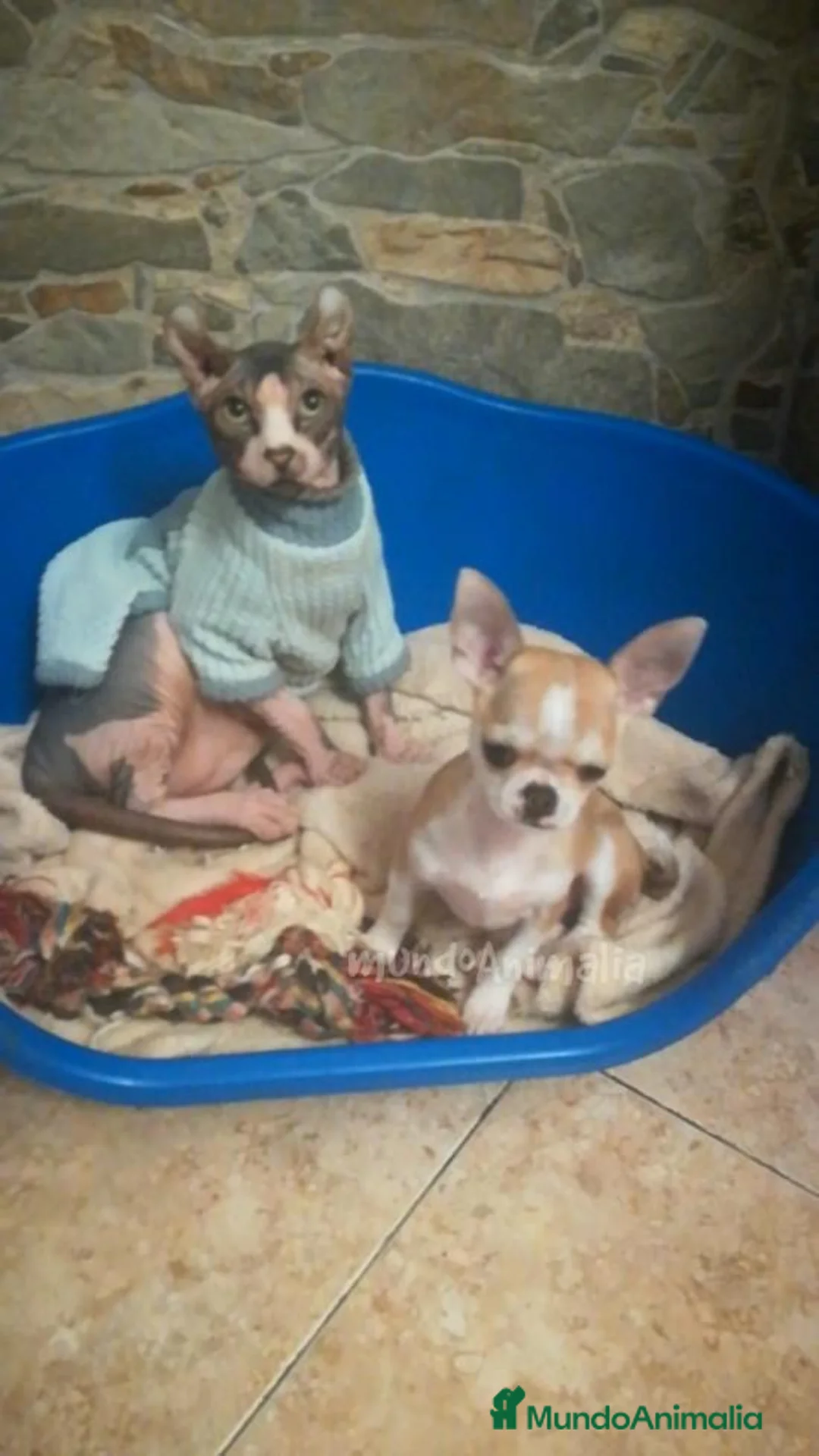 Imagen de galería {{count}}