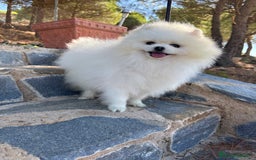 Pomerania perros en venta: Pomerania hembra toy pequeñita disponible  - Imagen 4