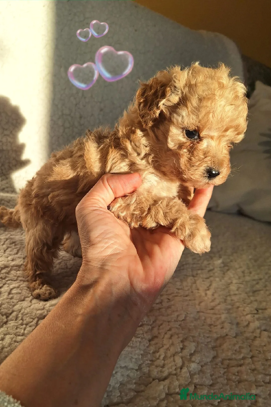 Caniche Enano perros en venta: Cachorros Caniche - Anuncio 3