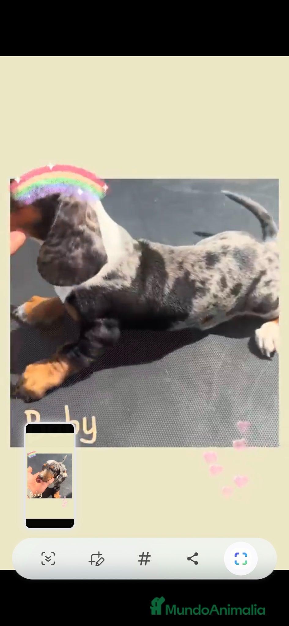 Teckel Miniatura perros en venta: Teckel arlequín  - Anuncio 2