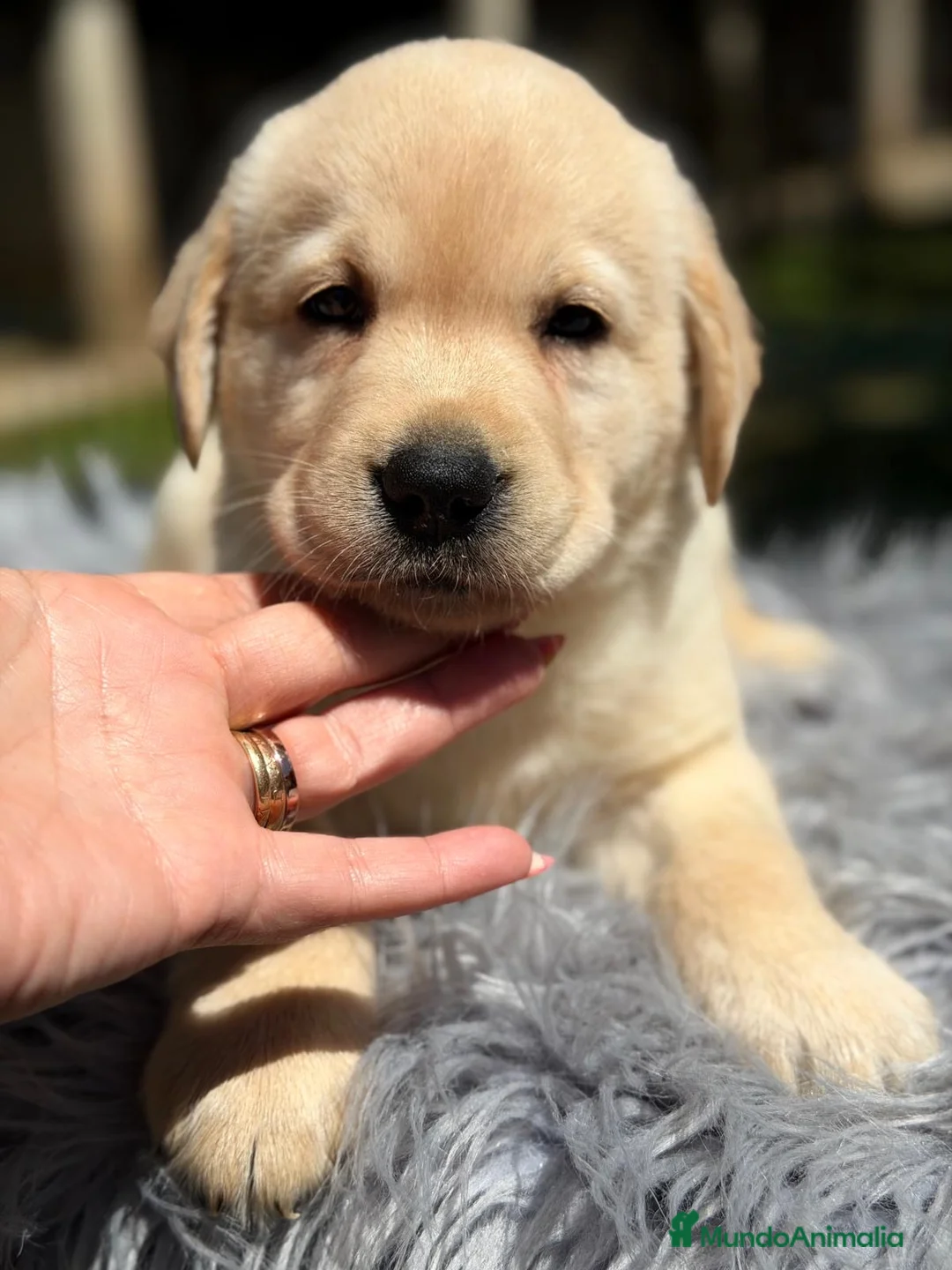 Labrador Retriever perros en venta: LABRADOR RETRIEVER AMARILLO DISPONIBLES - Anuncio 2