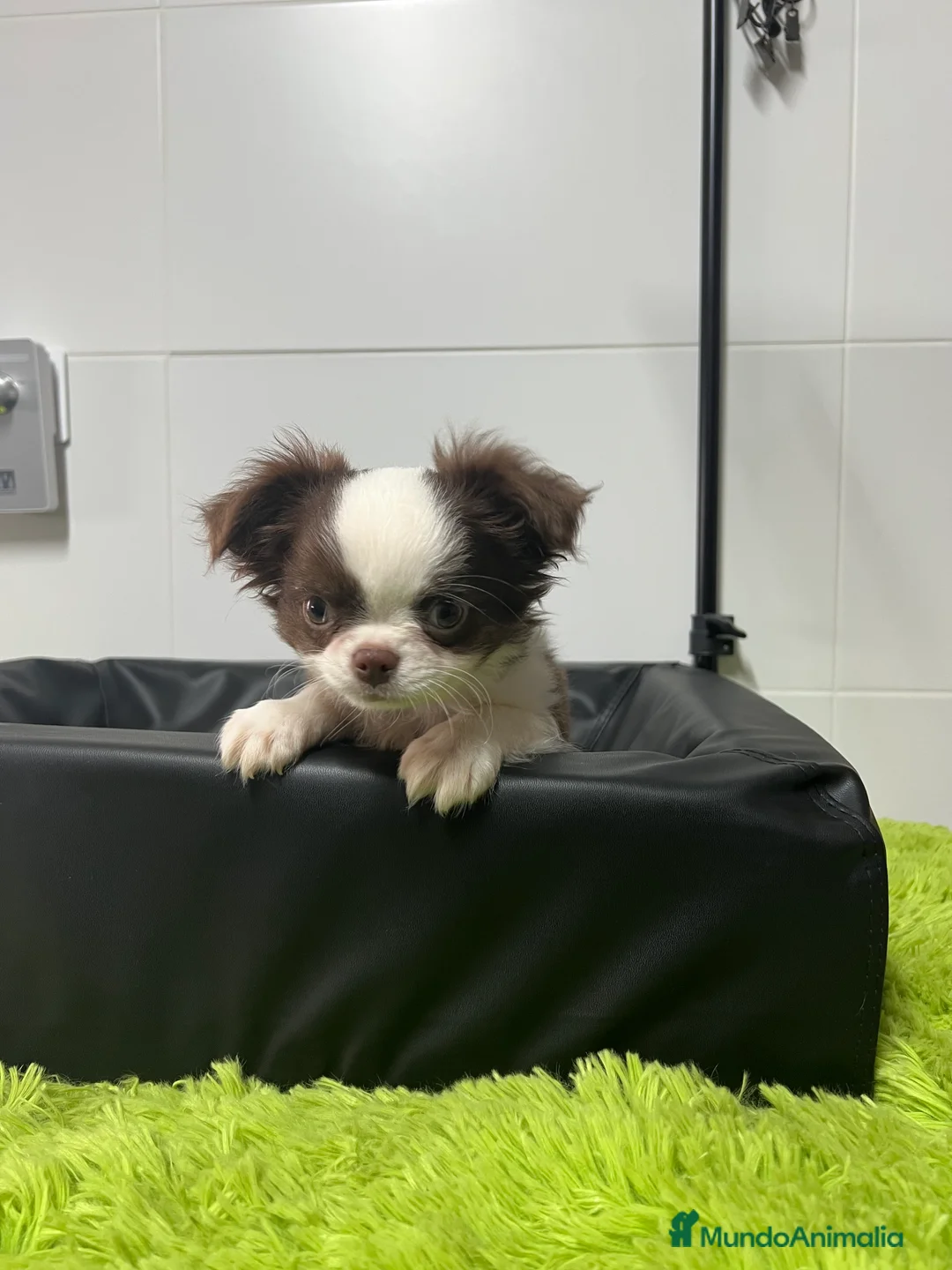 Chihuahua perros en venta: Chihuahua Macho pelo largo  - Anuncio 1