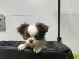 Chihuahua perros Chihuahua Macho pelo largo - Anuncio 2