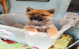 Shiba Inu perros en venta: Shiba inu - Imagen 7