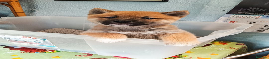 Shiba Inu Cachorro 2