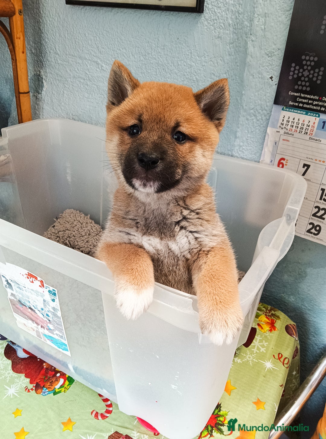 Shiba Inu perros en venta: Shiba inu - Imagen 7