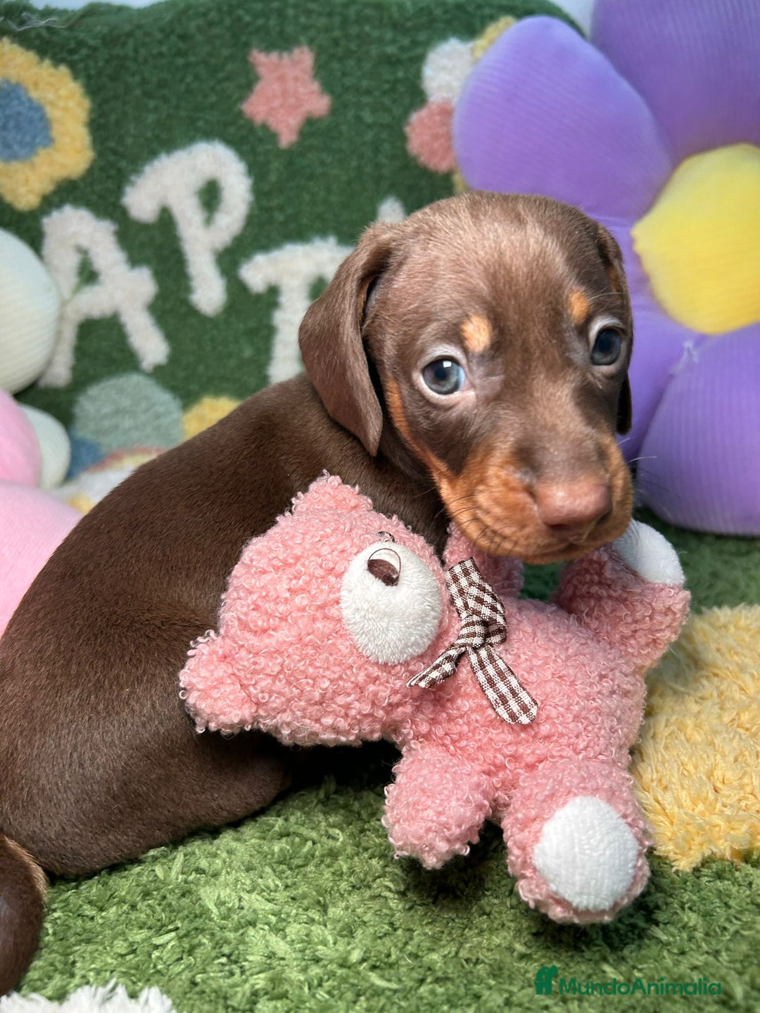Teckel perros en venta: Teckel Kaninchen Chocolate Macho en Madrid - Imagen 4