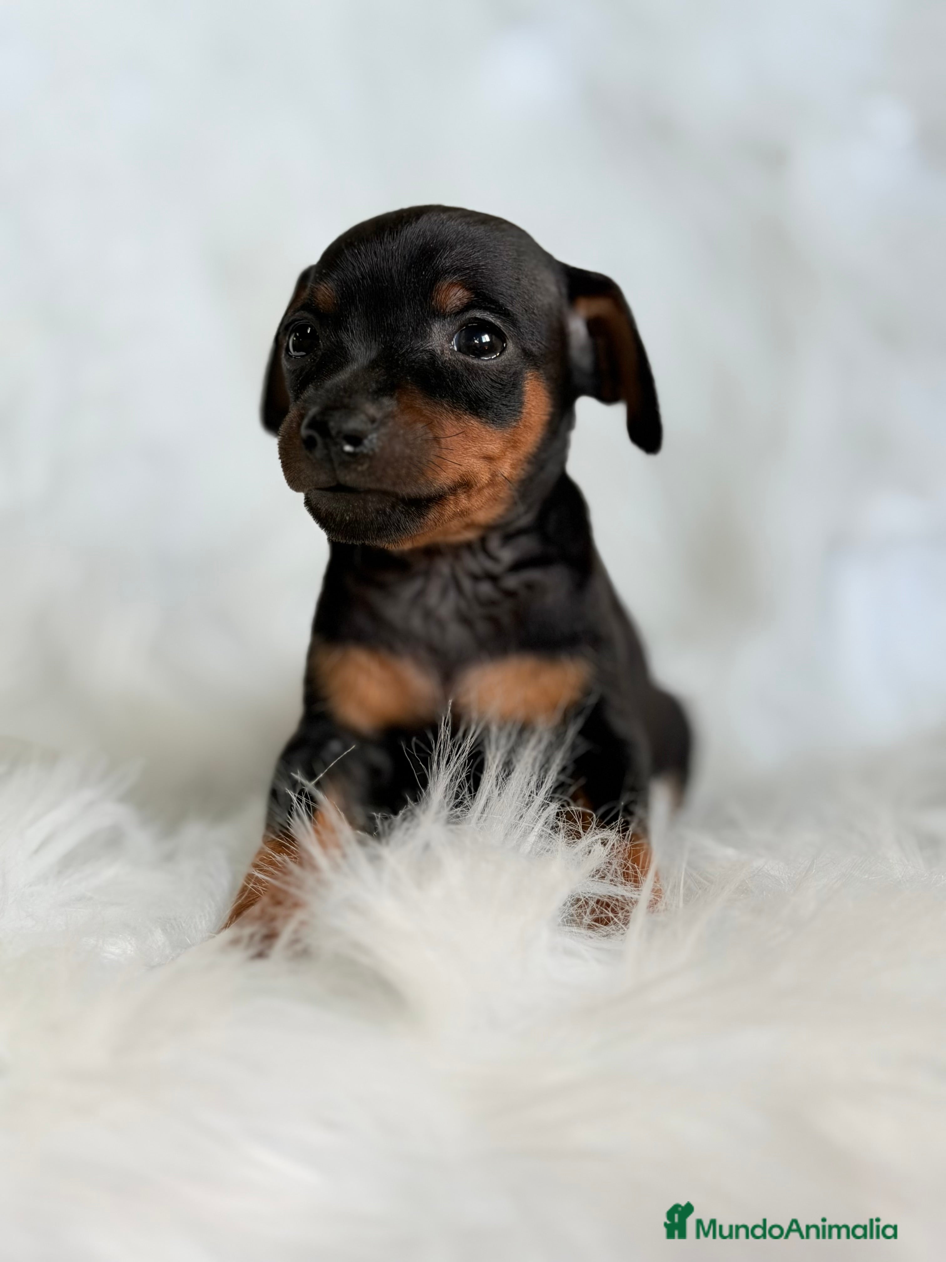Pinscher Miniatura perros Minipincher machito  - Anuncio 3