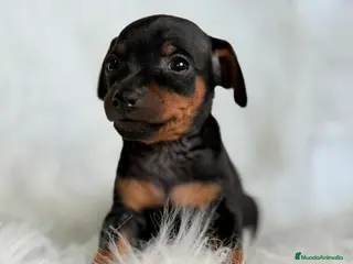 Pinscher Miniatura perros Minipincher machito - Anuncio 3