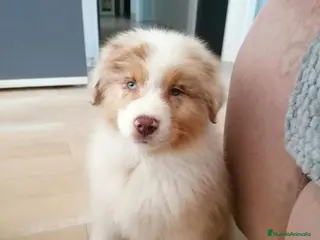 Pastor Australiano perros Excelente camada de Pastor Australiano - Anuncio 2