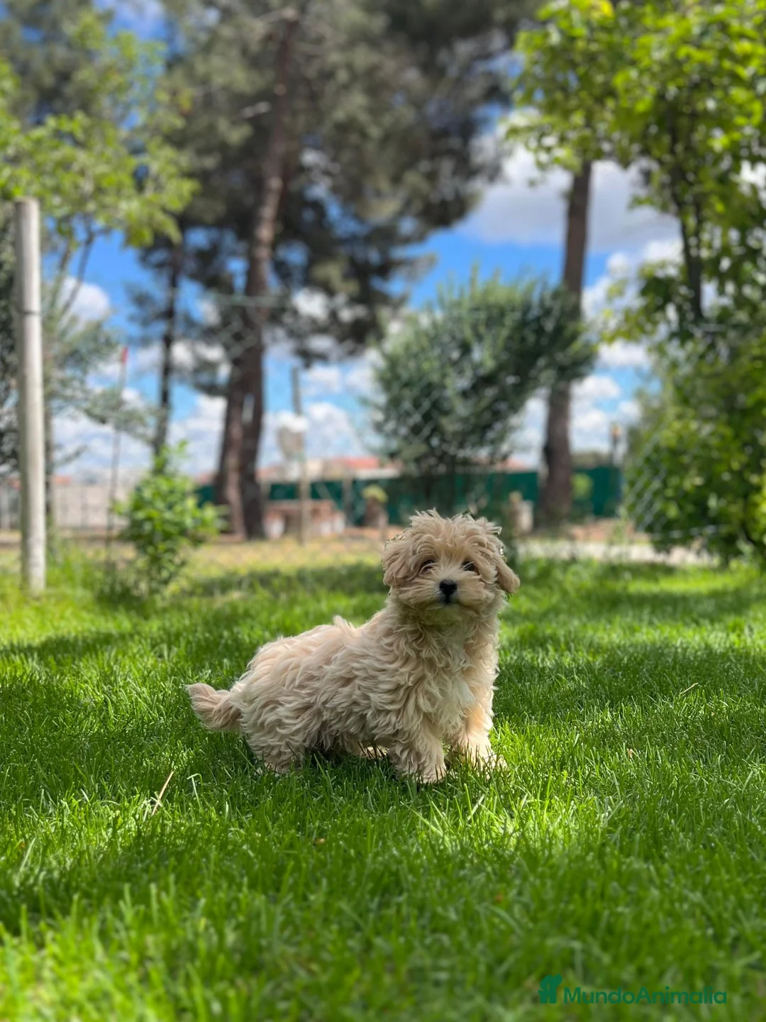 Maltipoo perros en venta: Maltipoo  - Anuncio 2