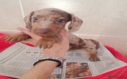 Teckel Miniatura perros en venta: CACHORROS DE TECKEL MINI  - Imagen 13